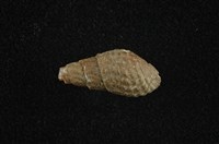 藏品(瘤蜷)的圖片